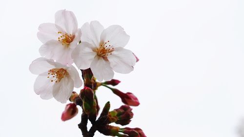 Close-up of cherry blossom against clear sky