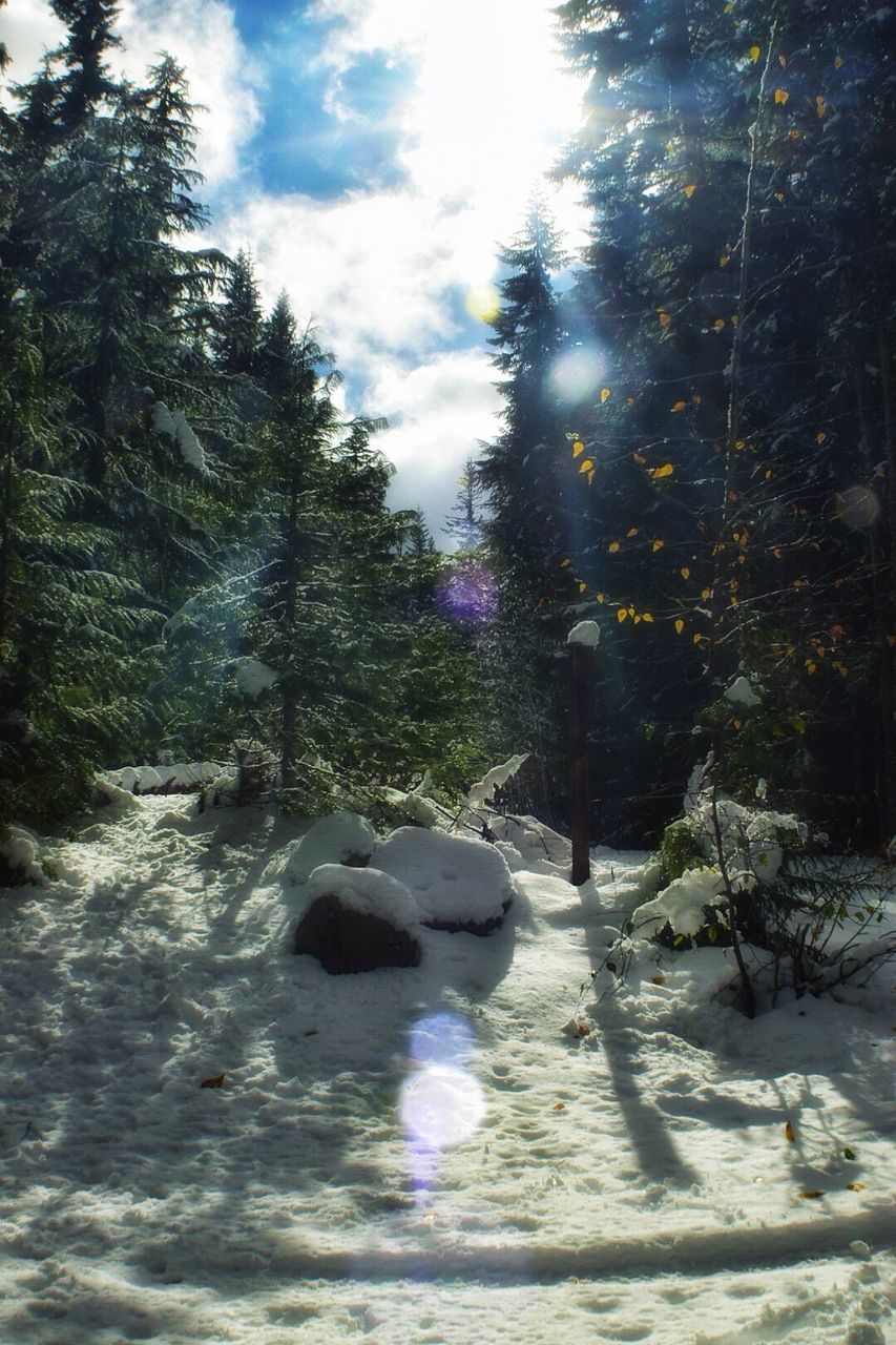 SNOW COVERED TREES IN FOREST