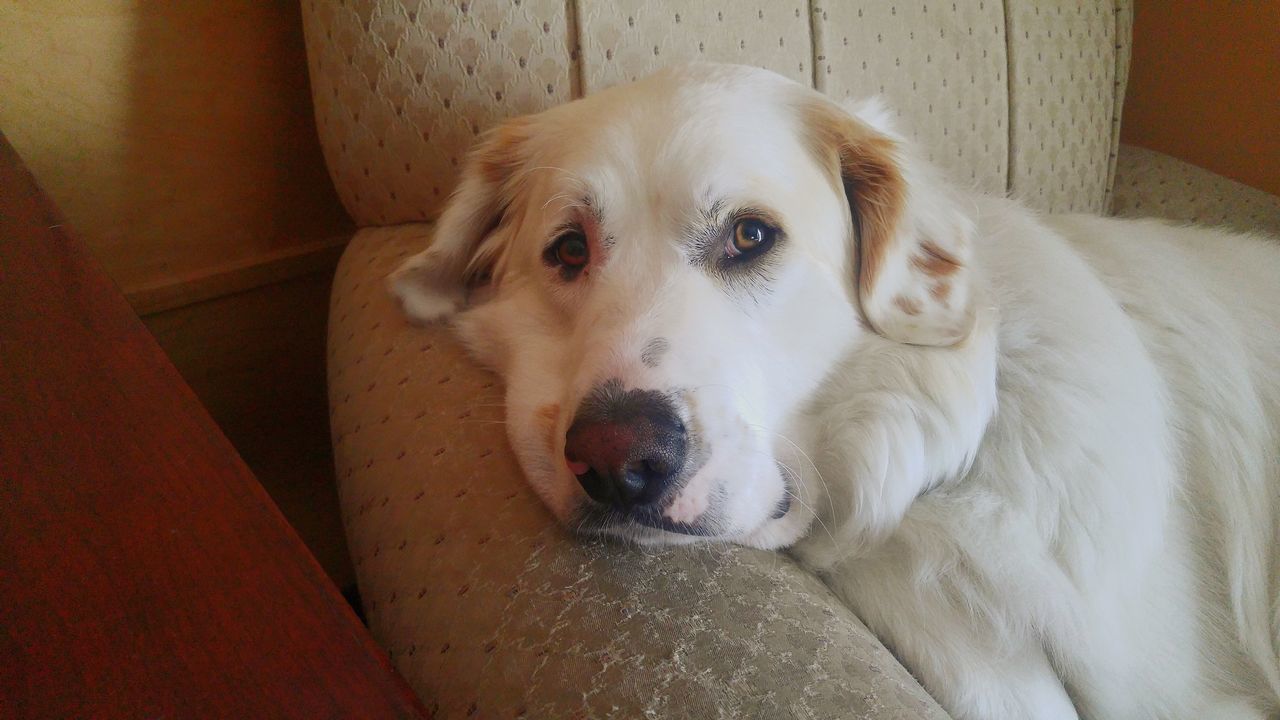 Wassup peeps?sammy chillin in his fave chair