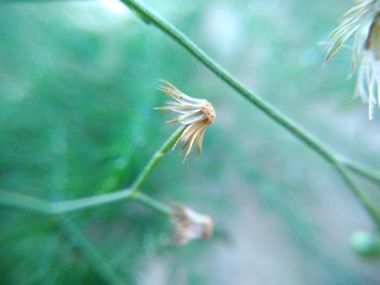 Close-up of white dandelion on plant