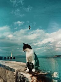 Dog sitting by sea against sky