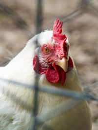 Close-up of rooster