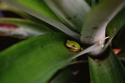 Close-up of a frog on leaf