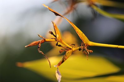 Close-up of grasshopper on flower