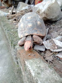 High angle view of tortoise