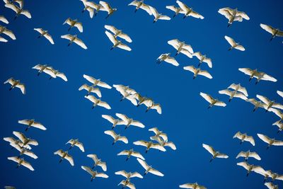 Low angle view of birds flying