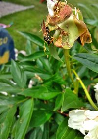 Close-up of bee pollinating flower