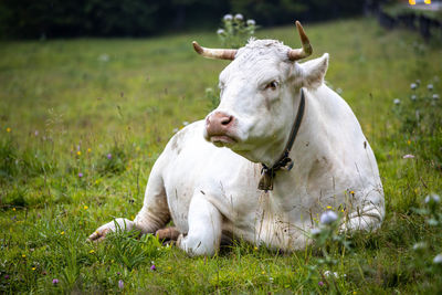 Cow sitting on grass