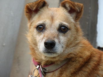 Close-up portrait of dog