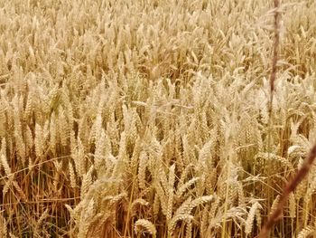 Full frame shot of crop in field