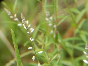 Close-up of plant growing outdoors