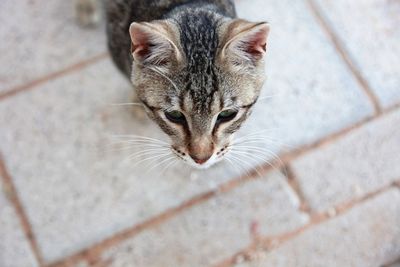 High angle view of tabby cat