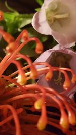 Close-up of red flower