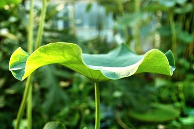 Close-up of green plant