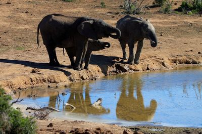 Elephant in water