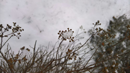 Close-up of wilted plant on field against sky