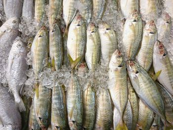 Close-up of fish for sale in market