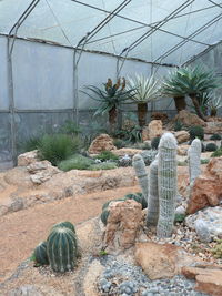 Rear view of cactus in greenhouse