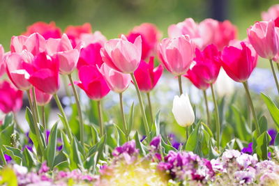 Close-up of pink tulips on field