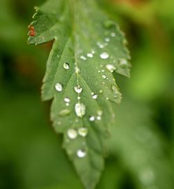 Close-up of wet plant leaves