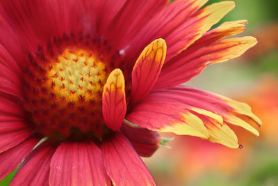 Close-up of red flower