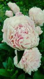 Close-up of pink rose