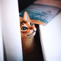 Close-up of cat at home