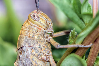 Close-up of butterfly on leaf