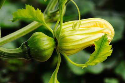 Close-up of fresh pumpkin flower bud in garden