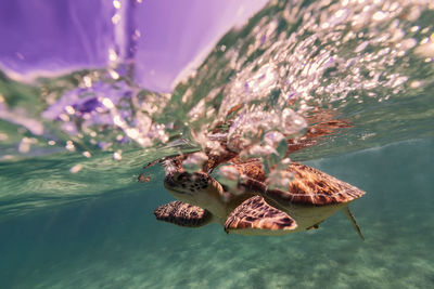 Close-up of insect on water