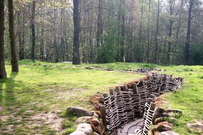 Log on field against trees in forest