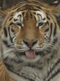 Close-up of a tiger