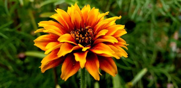 Close-up of yellow flowering plant