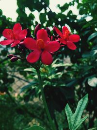 Close-up of flowers blooming outdoors