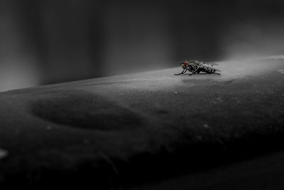 Close-up of housefly