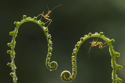 Close-up of spiral plant