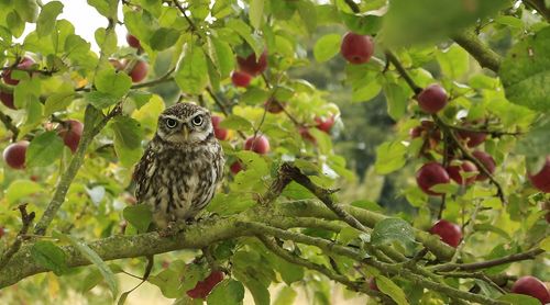 Close-up of bird perching on tree