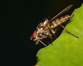 Close-up of fly on black background