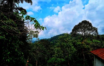 Low angle view of trees against sky