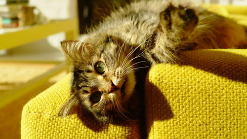 Close-up portrait of a cat at home