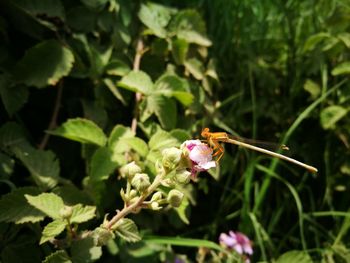 Close-up of butterfly pollinating on flower