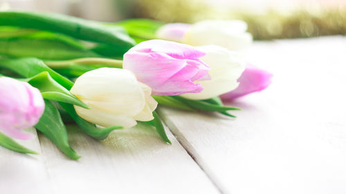 Close-up of white tulip on table