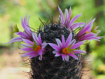 Close-up of purple flowering plant