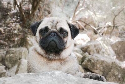 Close-up portrait of a dog