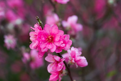 Close-up of pink flowers