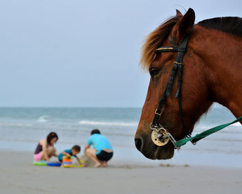 Horse for hire to ride on the beach and blur family  on hua hin beach , thailand.