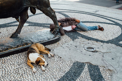 High angle view of horse lying down on floor