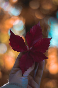 Close-up of hand holding flower against blurred background