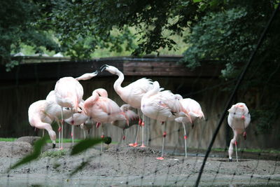View of birds