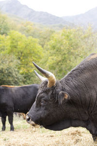 Male black aurochs eating dry grass